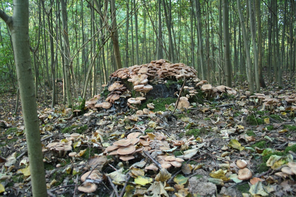 Pilzberg in zugewachsener Waldlichtung. Foto: Ralf Julke