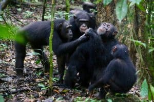 Schimpansen im Taï-Nationalpark an der Elfenbeinküste teilen Nahrung mit ihren Freunden. Foto: Liran Samuni, Taï Chimpanzee Project