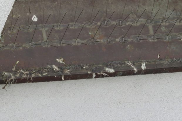 Die Vogelabwehrpaste, hier mit Federn und Druckstellen von Vogelkrallen, gefährdet Wildvögel. Foto: NABU Leipzig