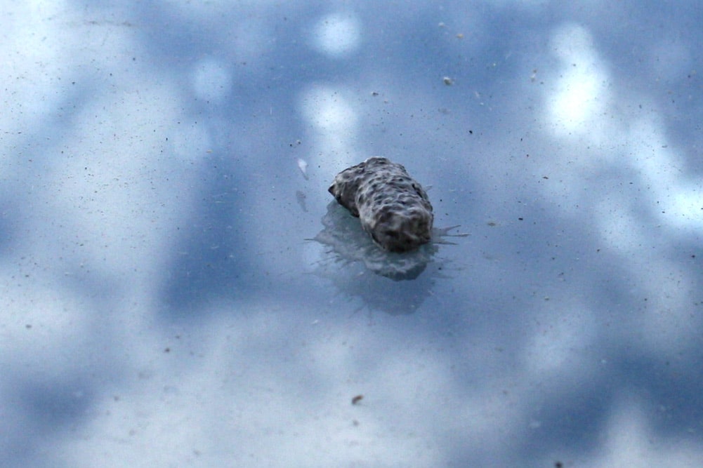 Sieht immer irgendwie eklig aus. Foto: L-IZ