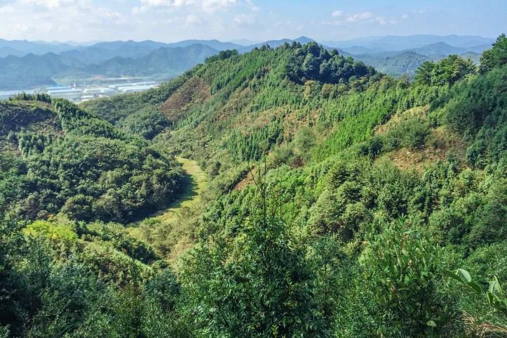 Die Untersuchungsflächen des Experiments BEF-China liegen in einem Berggebiet 400 Kilometer westlich von Shanghai. Bild: UZH