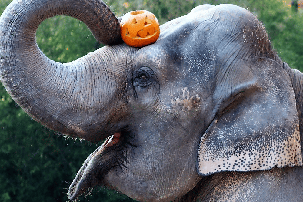 Elefantenkuh Thura ist bereits auf Halloween eingestellt, Foto: © Zoo Leipzig