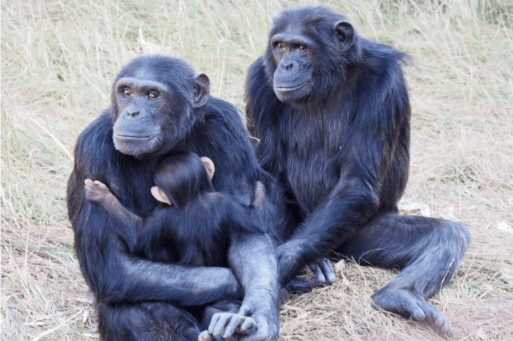 Eine Schimpensenmutter (rechts) mit ihrer Tochter und ihrem Enkelkind. Foto: Clara Dubois