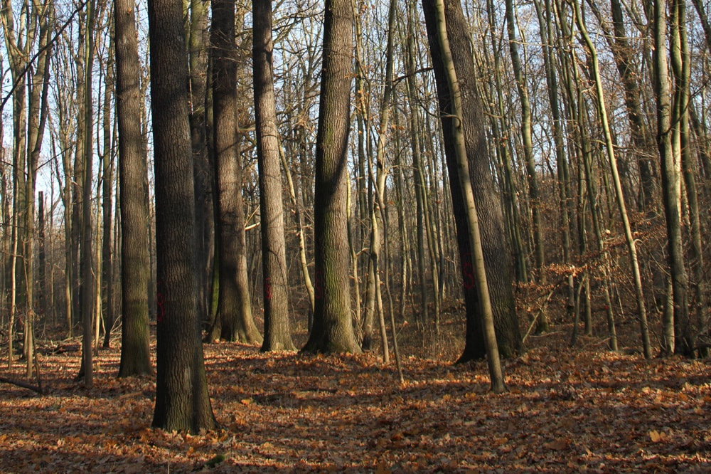 Areal des geplanten Schirmschlags in der Burgaue. Hier sind monumentale Eichen entlang des Hochufers eines trocken liegenden Fließes gewachsen. Auch sie haben teilweise einen Stammumfang von bis zu 3 Metern. Foto: Johannes Hansmann, Bernd Gerken