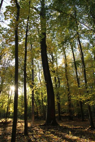 Das Areal des geplanten Schirmschlags in der Burgaue. Starkbäume mit einem Stammumfang von teilweise bis zu 3 Metern. Bereiche, welche sich durch geschlossene Kronendecken auszeichnen: Optimales Habitat für Mopsfledermäuse. Foto: Johannes Hansmann, Bernd Gerken
