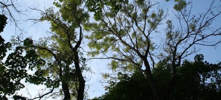 Gelichtete Baumkronen der Eschen im Auwald. Foto: Ralf Julke