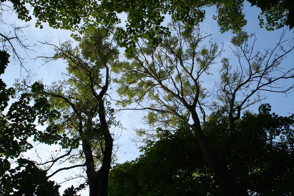 Gelichtete Baumkronen der Eschen im Auwald. Foto: Ralf Julke