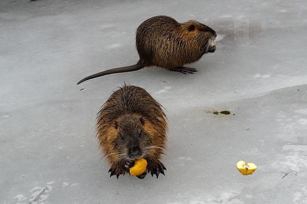 Lassen sich gern füttern: die Leipziger Nutrias. Foto: Marko Hofmann