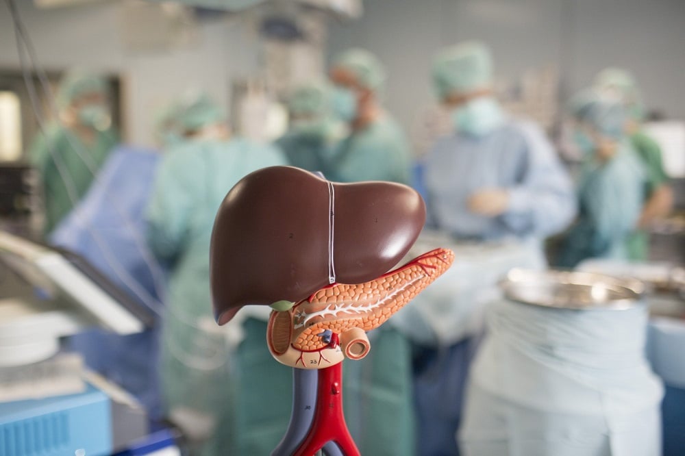 Das Modell einer Leber. Das Organ steht im Mittelpunkt des Patiententages am 17. November. Foto: Stefan Straube / UKL