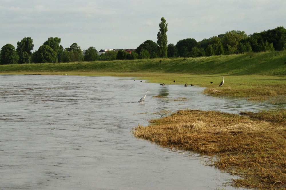 Überschwemmung an der Neuen Luppe. Foto: Ralf Julke