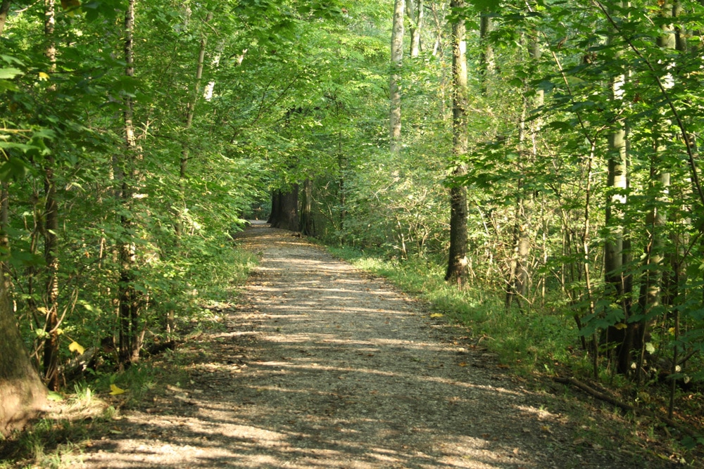 Waldweg im Streitholz. Foto: Ralf Julke