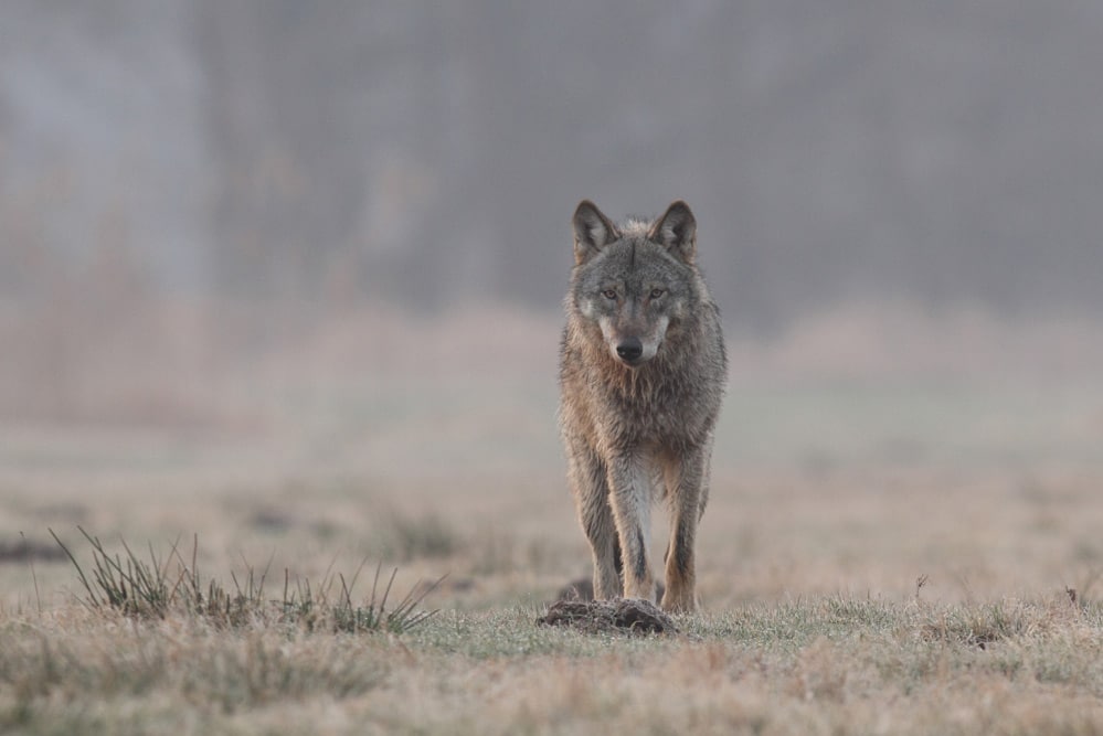 Zehn Monate alte Wölfin des Daubaner Rudels im Februar 2016. Foto: NABU/Michael Hamann
