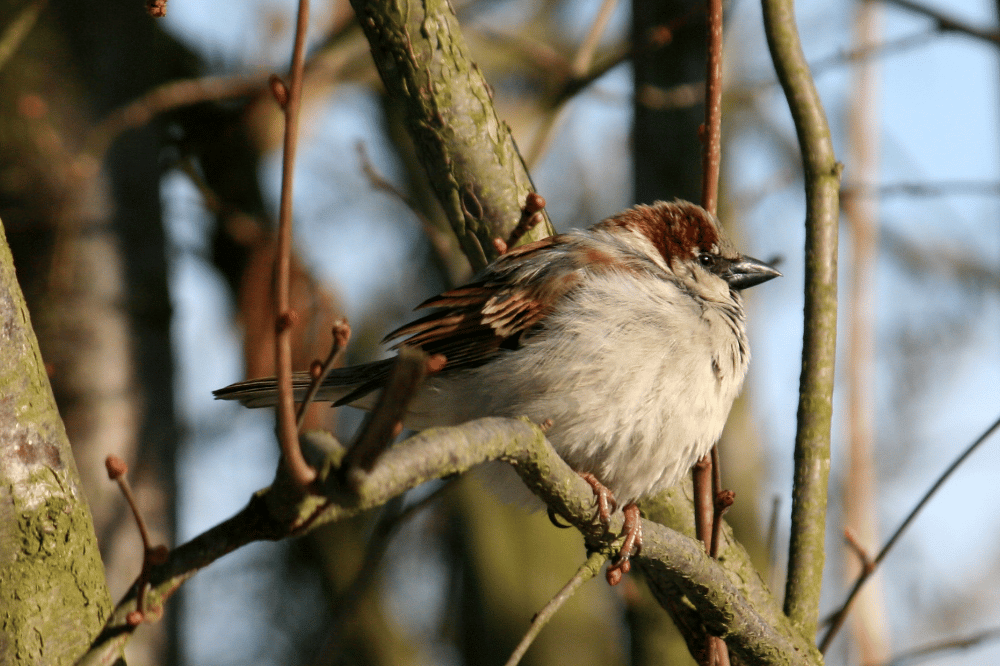 Der Haussperling war sowohl bundes- als auch sachsenweit der am häufigsten gesichtete Vogel bei der „Stunde der Wintervögel“ 2018. Foto: Ina Ebert