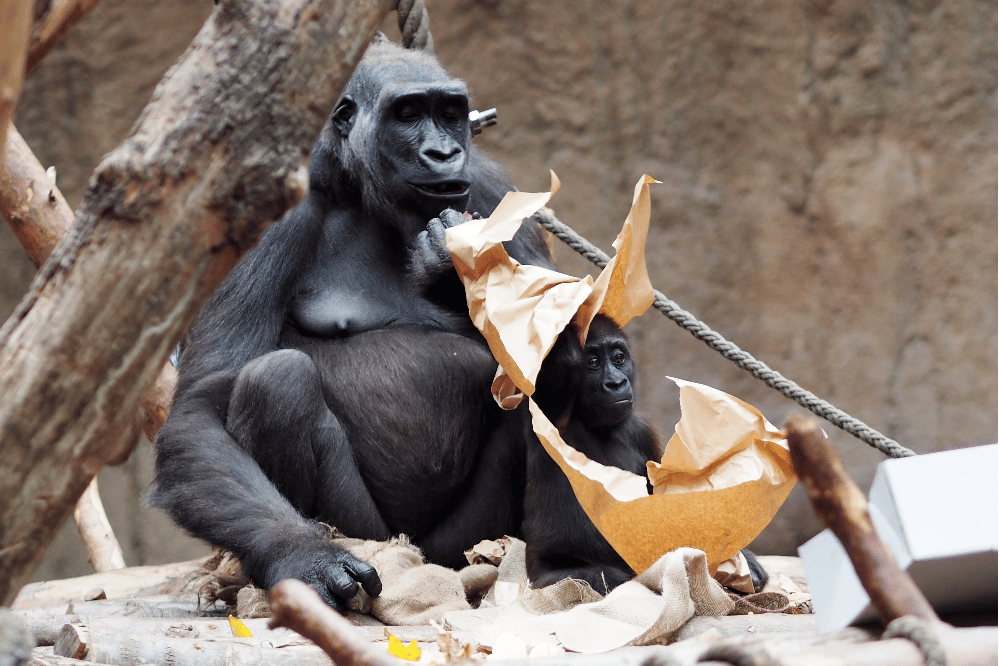 Kumilis Sohn Kio hat morgen Geburtstag © Zoo Leipzig