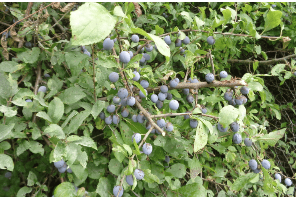 Schlehen ernten. Quelle: erleb-bar