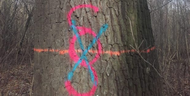 Markierter Baum in der Burgaue. Foto: NuKLA e.V.