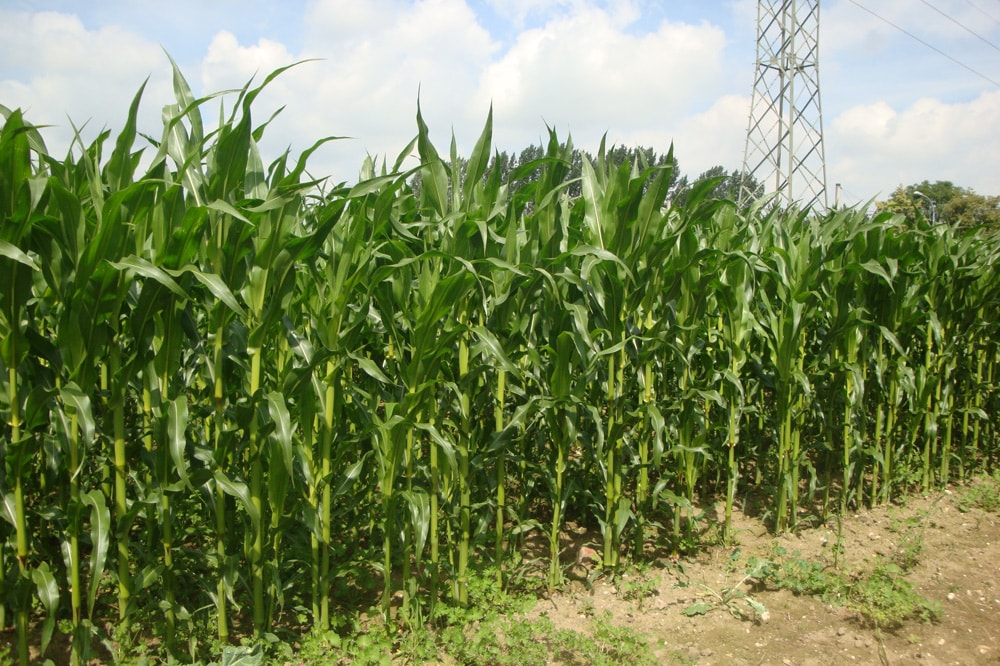 Gefundenes Fressen: Maisfeld bei Leipzig. Foto: Gernot Borriss