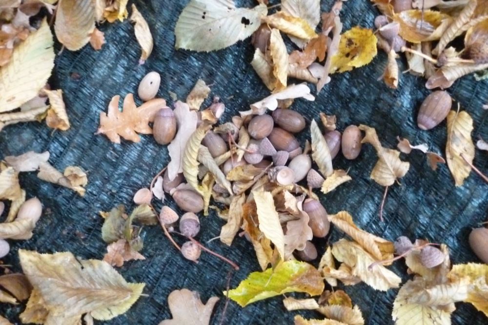 Forstsaatgut. Foto: Bernd Becker