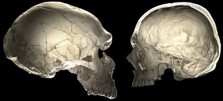 Computertomografie eines Neandertaler-Schädels (links) und des Schädels eines modernen Menschen. Grafik: Philipp Gunz