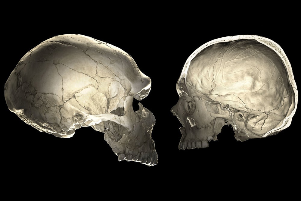 Computertomografie eines Neandertaler-Schädels (links) und des Schädels eines modernen Menschen. Grafik: Philipp Gunz
