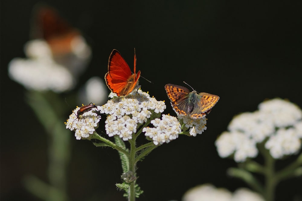 Dukaten-Feuerfalter (Lycaena virgaureae) und Brauner Feuerfalter (Lycaena tityrus). Foto: Petra Druschky, Wandlitz