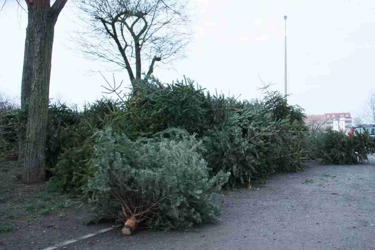 Weihnachtsb-ume-nach-dem-Fest-richtig-entsorgen