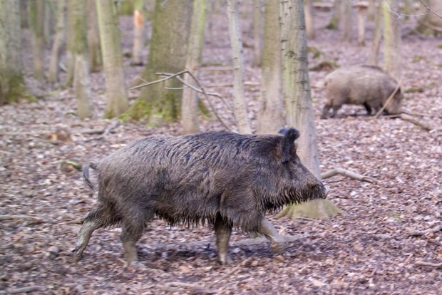 Die Afrikanische Schweinepest hat sich im Vergleich zum Vorjahr weiter ausgebreitet. Foto: André Künzelmann/UFZ