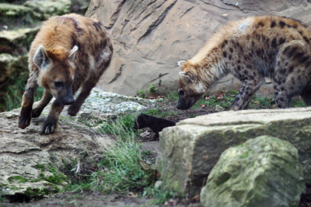 Dara mit Tochter Sahara und Jungtier auf der Anlage &copy; Zoo Leipzig