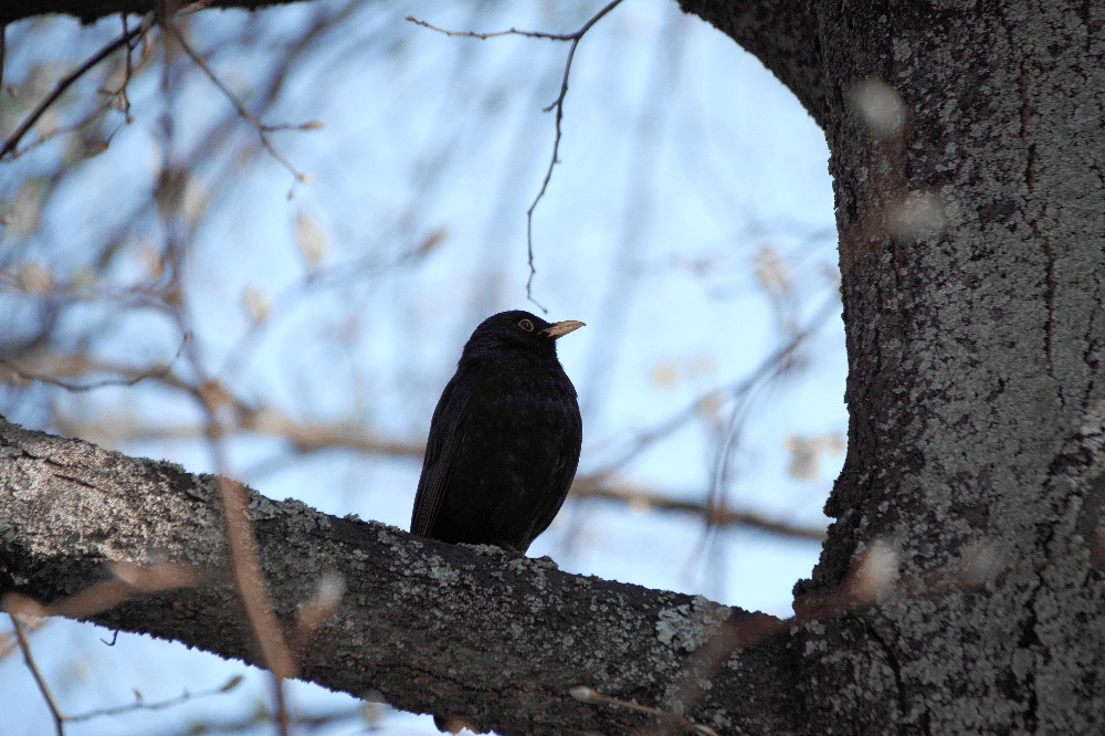 Die Amsel verzeichnet 2019 ihren schlechtesten Wert seit Aktionsbeginn. Foto: Uwe Schroeder