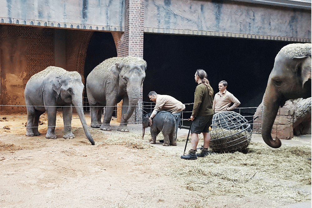 Die potenziellen Tanten Rani und Don Chung beobachten das Elefantenkalb © Zoo Leipzig