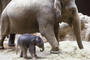 Elefant Hoa mit Kalb © Zoo Leipzig
