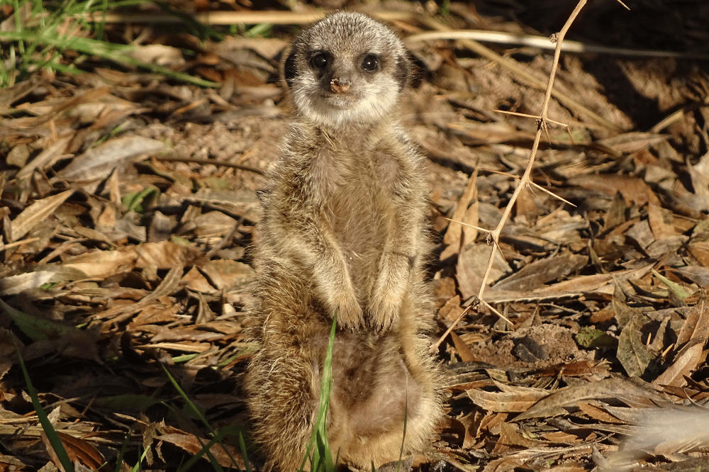 Erdmännchennachwuchs auf der Außenanlage © Zoo Leipzig