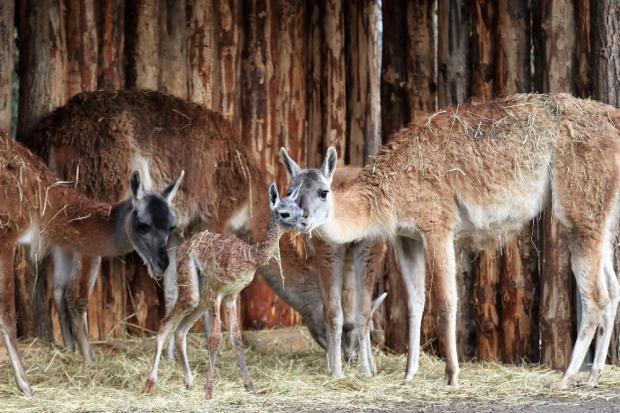 Guanakojungtier mit Mutter Phibie © Zoo Leipzig