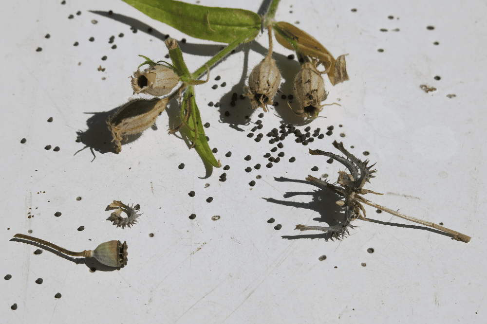 Saatgut. Quelle: Ökolöwe - Umweltbund Leipzig e.V.