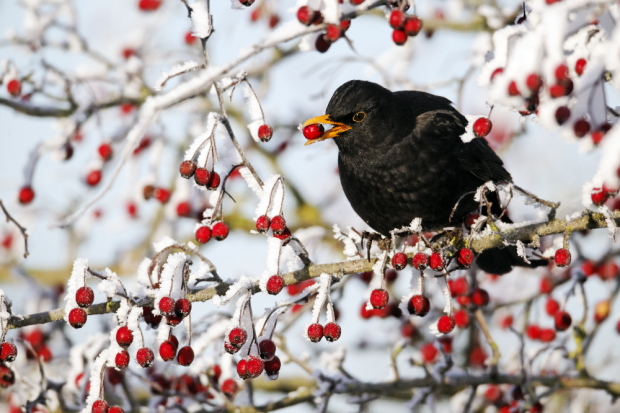 Stunde der Wintervögel © Mike Lane/fotolia