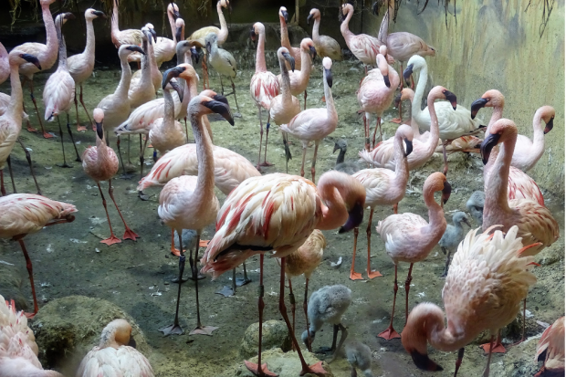 Zwergflamingok&uuml;ken &copy; Zoo Leipzig