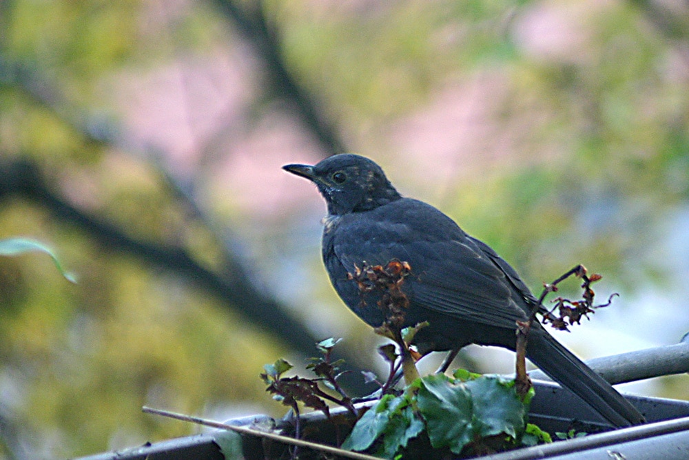 Amsel auf Futtersuche. Foto: Ralf Julke