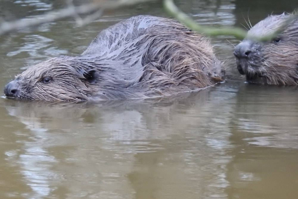 Biber-Alttiere. Foto: Sven Möhring