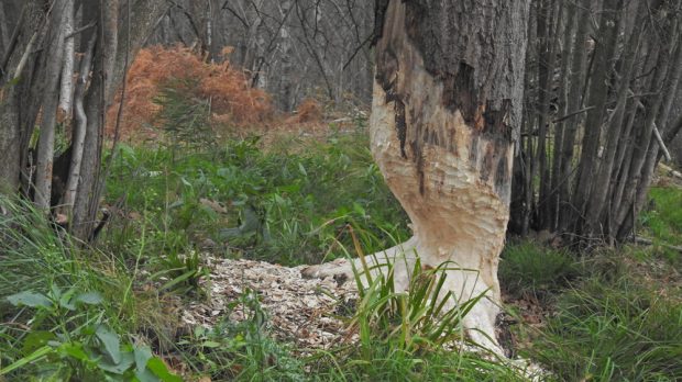 Bibertypischer Kegelschnitt. Foto: Sven Möhring