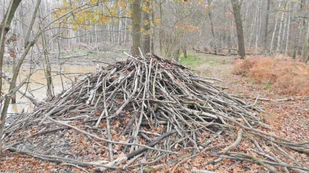 Biber-Mittelbau am Gewässerufer. Foto: Sven Möhring