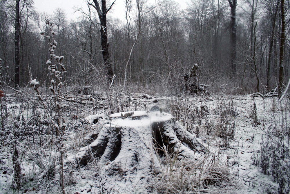 Der Auenwald als Altbaumlieferant. Foto: Ralf Julke