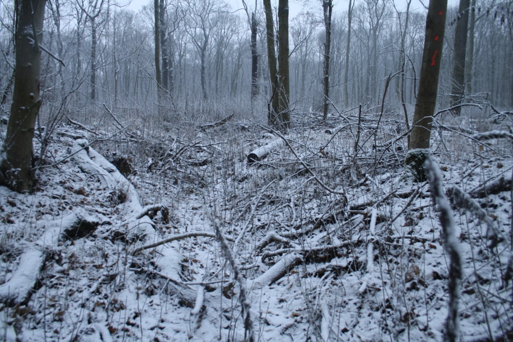 Burgaue im Winter. Foto: Ralf Julke