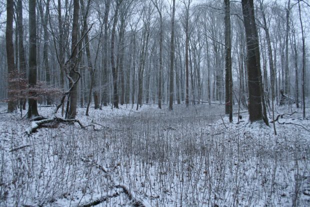 Burgaue im Winter. Foto: Ralf Julke