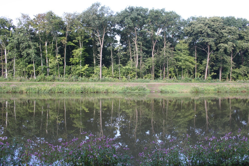 Freigeschlagene Waldkante am Elsterflutbett 2013. Foto: Ralf Julke