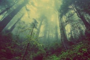 Regenwaldstimmung. Foto: pixabay_forest-931706_960_720
