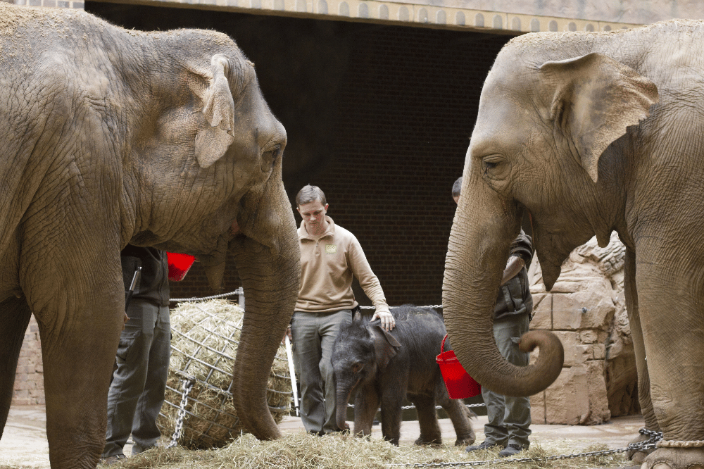 Don Chung lernt das Jungtier kennen © Zoo Leipzig
