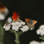 Dukaten-Feuerfalter (Lycaena virgaureae) und Brauner Feuerfalter (Lycaena tityrus). © Petra Druschky / Tagfaltermonitoring Deutschland