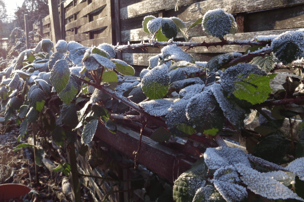 Kultivierte Brombeeren im Obstgarten. Quelle: erleb-bar