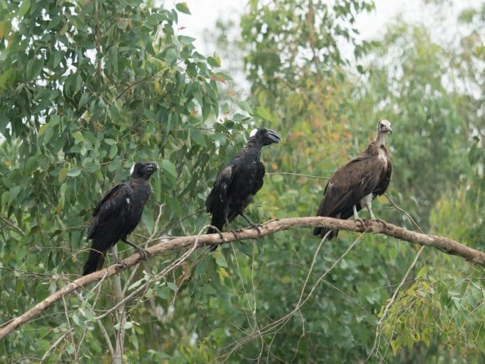 Artenreiche Vogelwelt in der ursprünglichen Heimat des Kaffees. Foto: Dr. Fabian Haas
