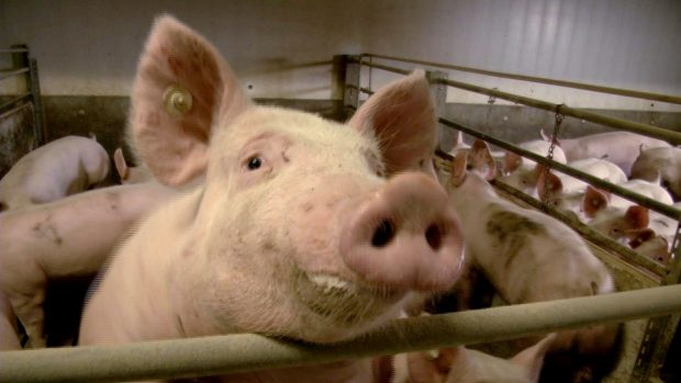 Schweinemast in Deutschland. In der konventionellen Haltung wird in der Regel Gensoja verfüttert. Quelle: BUND Leipzig